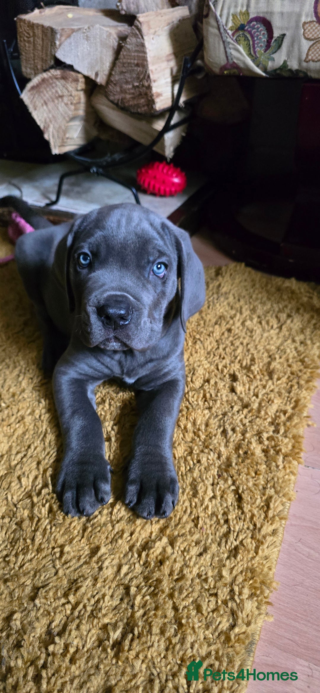 Cane Corso dogs for sale: My puppies  - Image 2