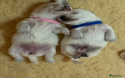 West Highland Terrier dogs for sale: West Highland Terrier Puppies for Loving Homes - Image 38