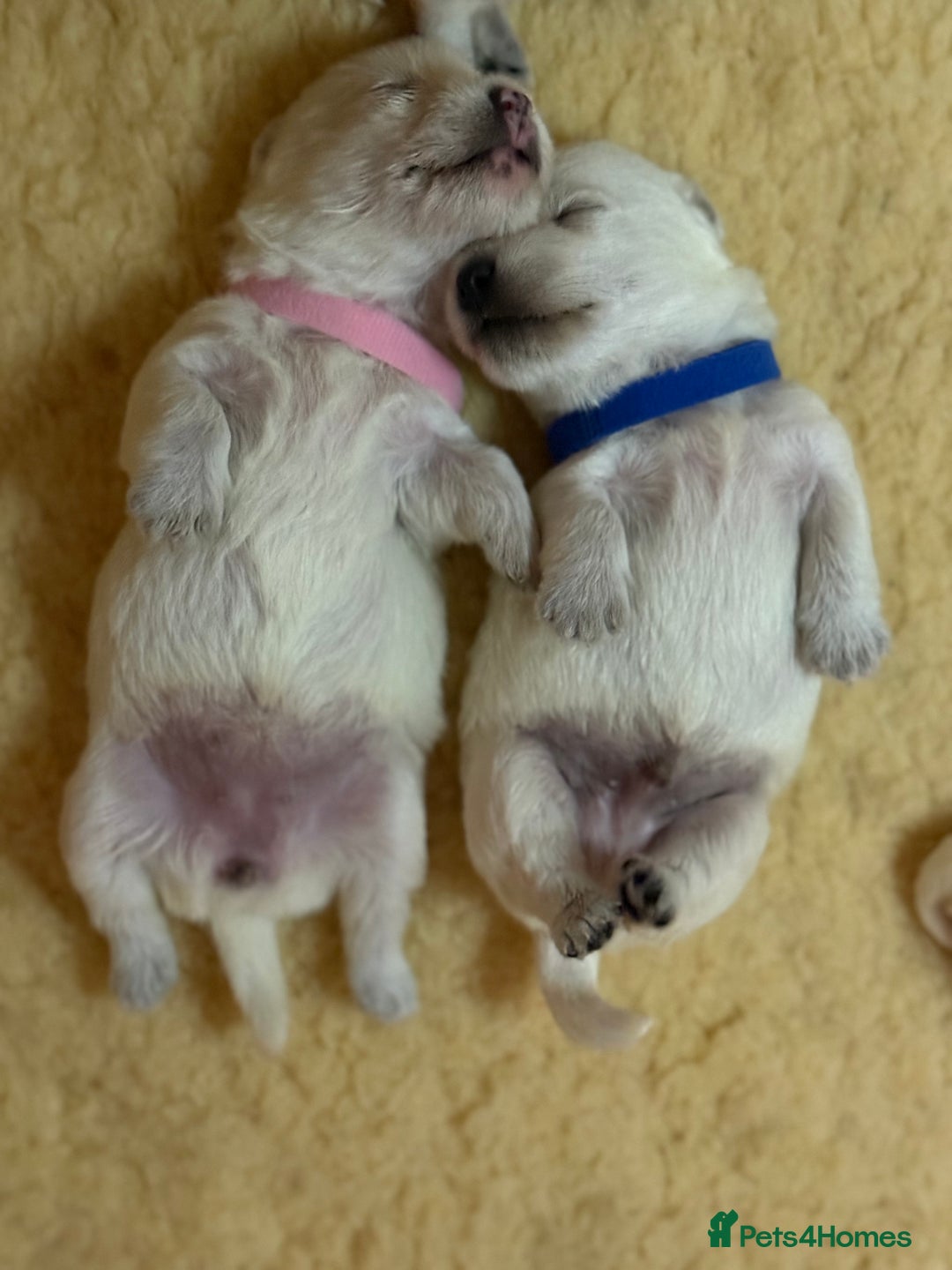 West Highland Terrier dogs for sale: West Highland Terrier Puppies for Loving Homes - Image 38
