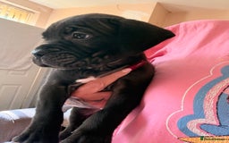 Cane Corso dogs for sale: Cane Corso puppies - Image 1