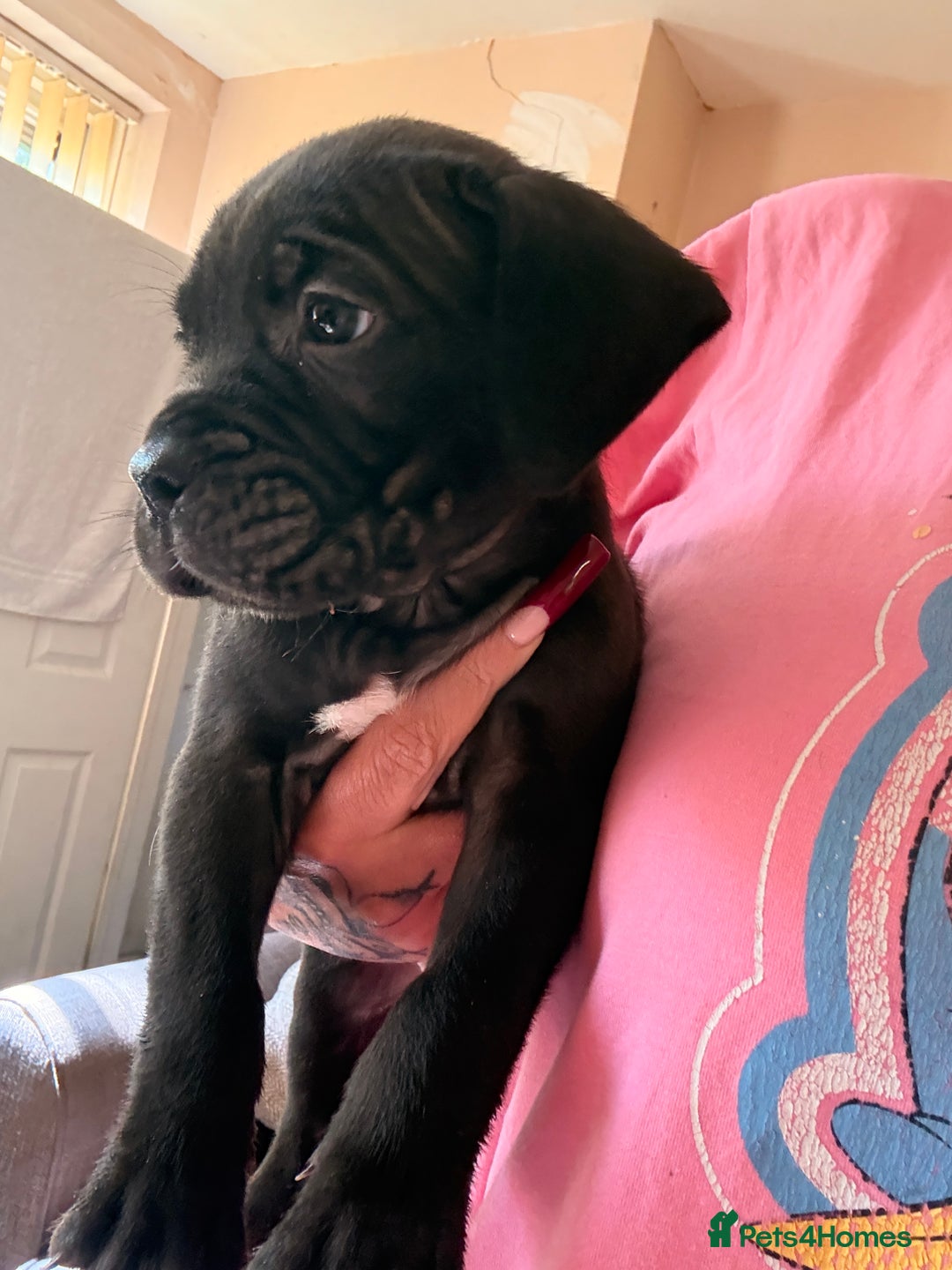 Cane Corso dogs for sale: Cane Corso puppies - Image 1