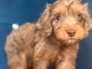 Cockapoo dogs Three beautiful boys - Advert 1