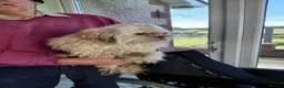 Mixed Breed dogs for sale: Shi tzu X Jackrussell  - Advert 4