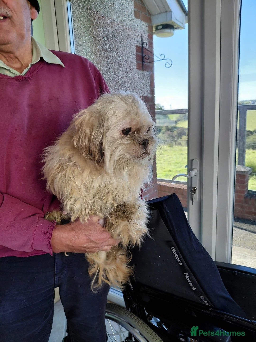 Mixed Breed dogs for sale: Shi tzu X Jackrussell  - Advert 4
