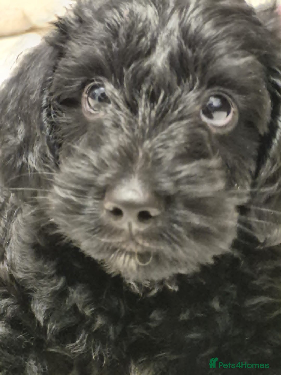 Mixed Breed dogs for sale: ‼️REDUCED 2 BEAUTIFUL YORKIPOO BOY READY NOW‼️  - Advert 24