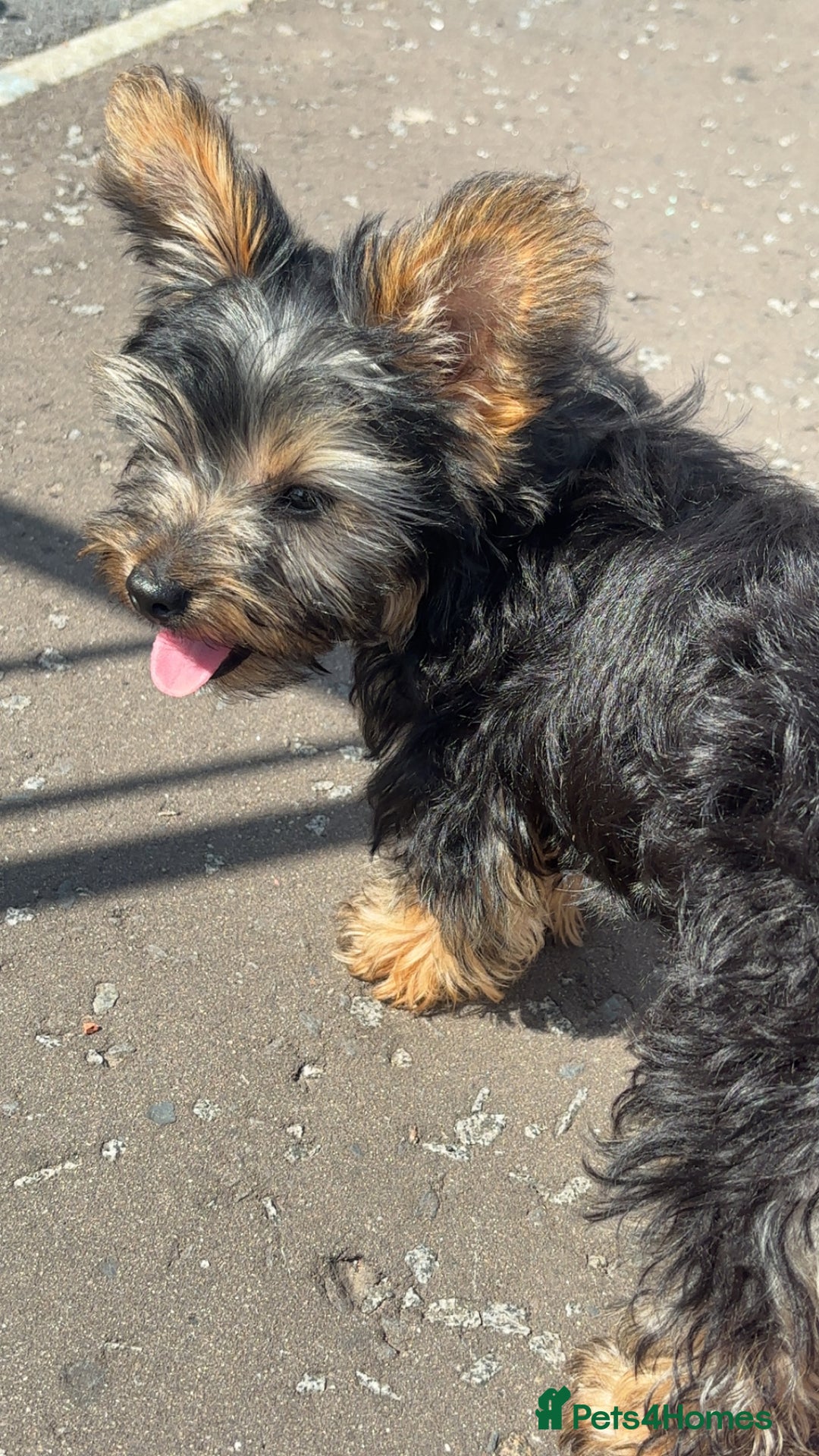 Yorkshire Terrier dogs for sale: Yorkie girl  - Image 4