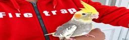 Cockatiels birds for sale: Super hand tamed baby cockatiel for sale - Advert 9