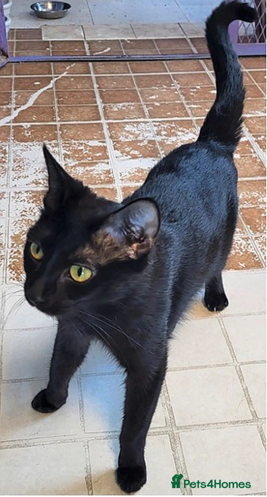 Bombay cats for sale: Bombay cat 3 month old  - Advert 6