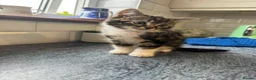 British Shorthair cats for sale: 5 beautiful kittens ready for new loving homes - Advert 9