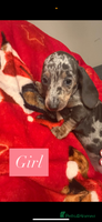 Miniature Dachshund dogs Miniature dachshund puppies for sale - Advert 13