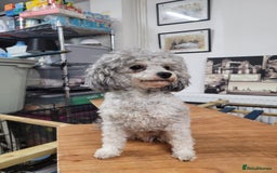 Toy Poodle dogs for sale: Asian toy poodle  - Image 21