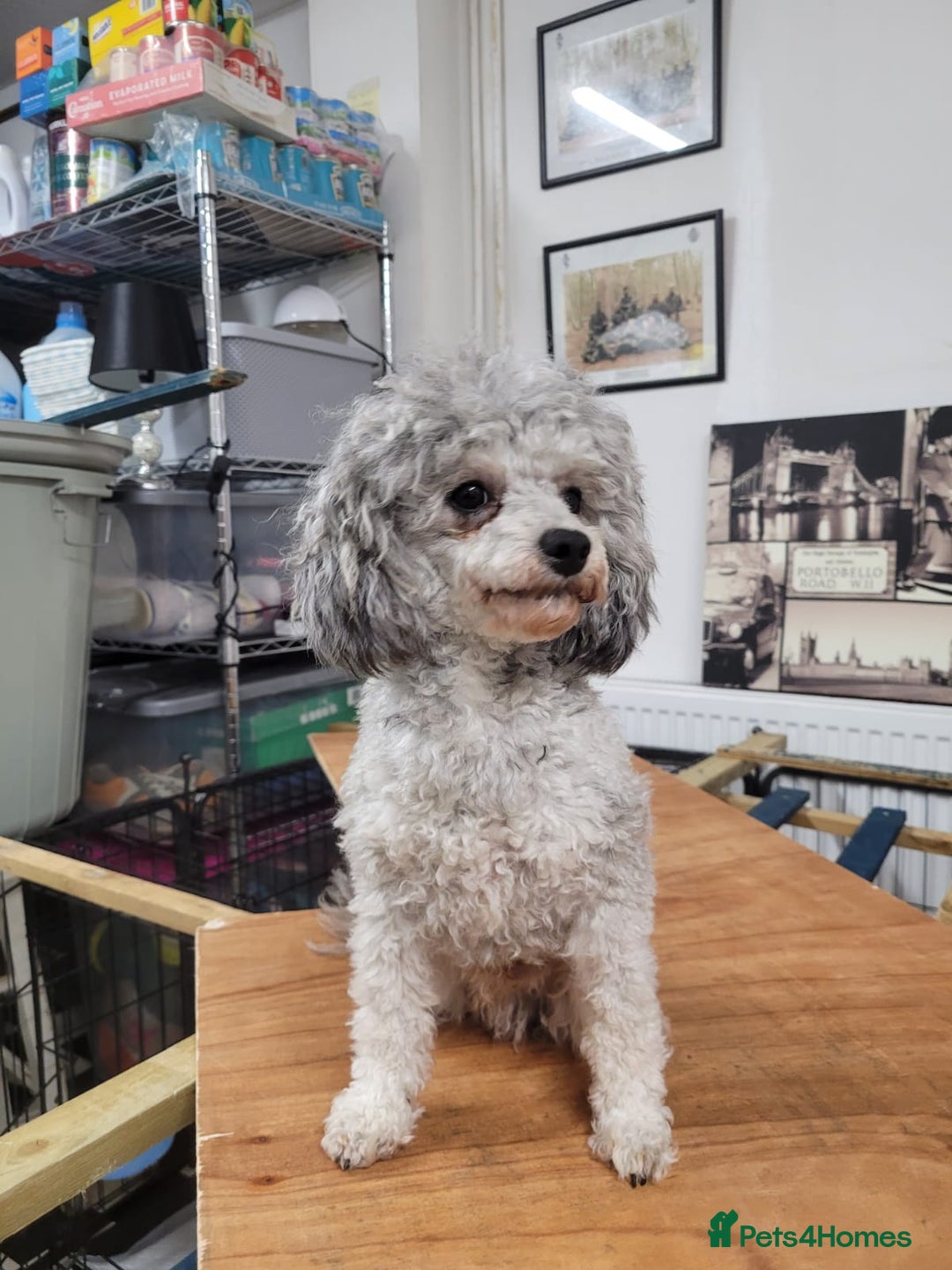 Toy Poodle dogs for sale: Asian toy poodle  - Image 21