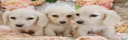 Miniature Dachshund dogs for sale: KC Cream Longhair Miniature Dachshund Puppies - Advert 5