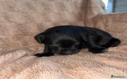 Labrador Retriever dogs for sale: Labrador Puppies For Sale  - Image 6
