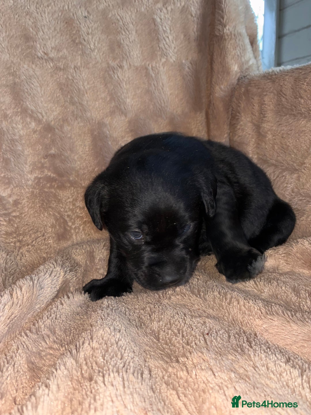 Labrador Retriever dogs for sale: Labrador Puppies For Sale  - Image 6