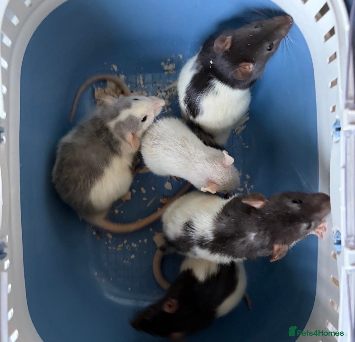 Rat rodents Baby’s rats ready to go - Advert 2