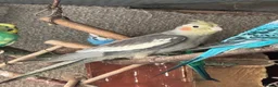 Cockatiels birds for sale: Cockateils  in Leicester - Advert 6