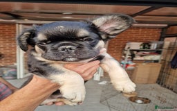 French Bulldog dogs for sale: Reduced! KC Fluffy  French Bulldog READY TO GO! - Image 14