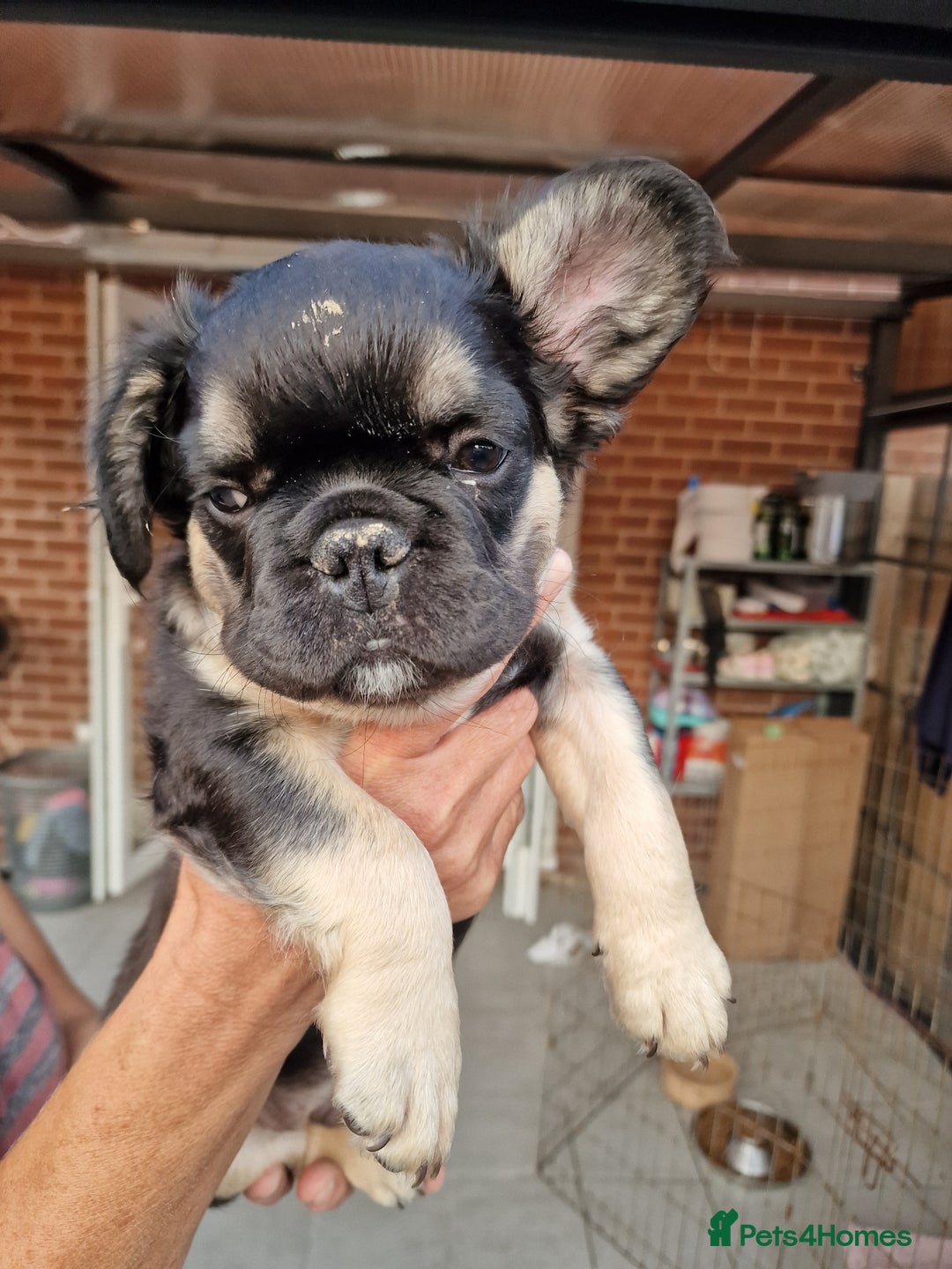 French Bulldog dogs for sale: Reduced! KC Fluffy  French Bulldog READY TO GO! - Image 14