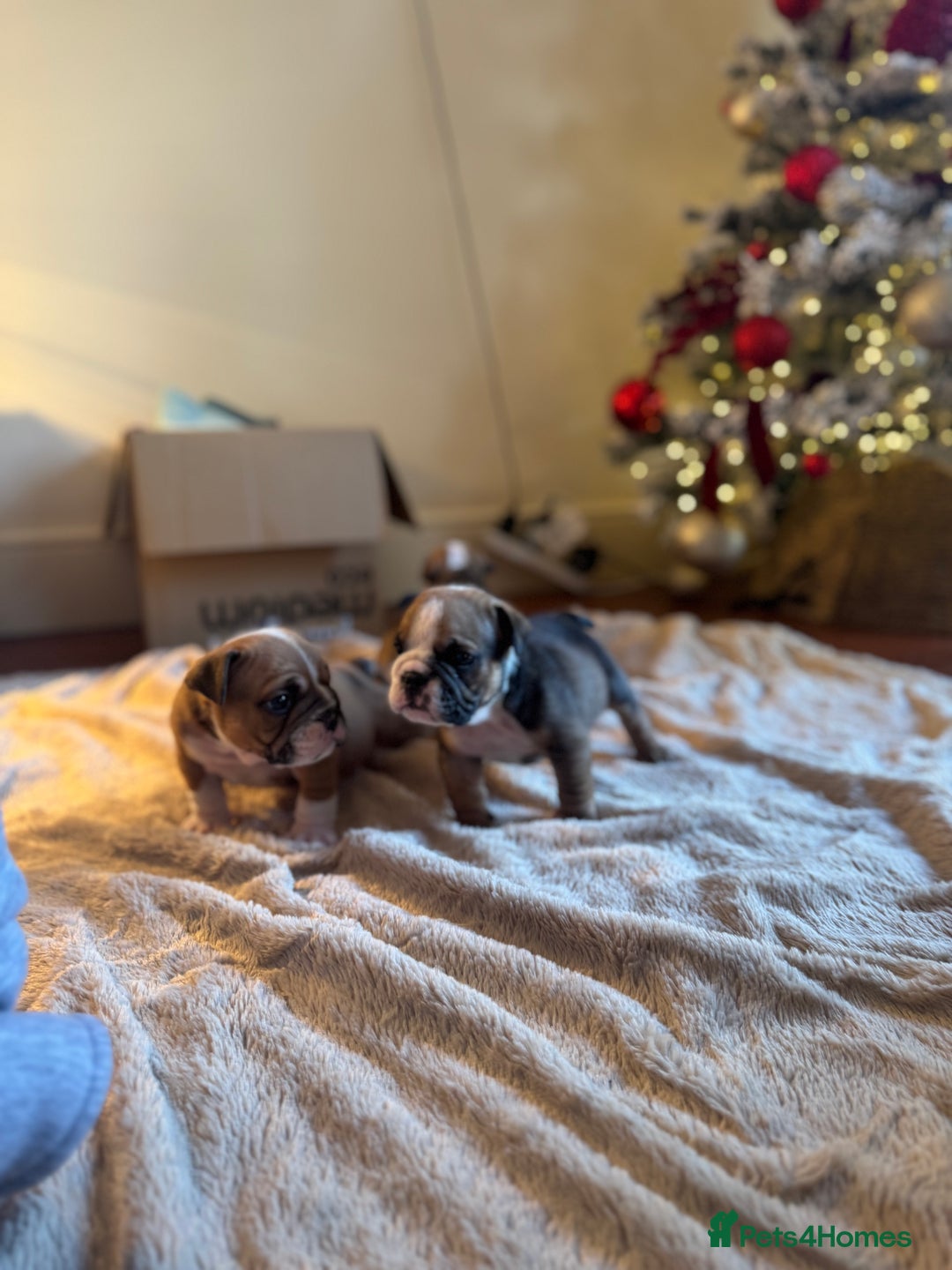English Bulldog dogs for sale: Red and White English Bulldogs  - Advert 19