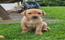 Labrador Retriever dogs for sale: Labrador fox red puppies - Image 5