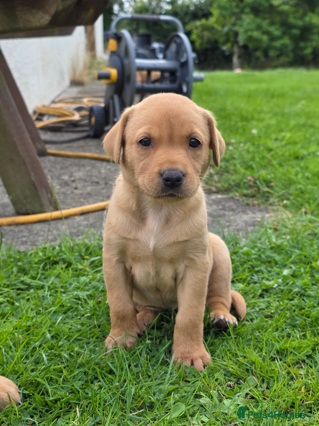Labrador Retriever dogs for sale: Labrador fox red puppies - Image 5