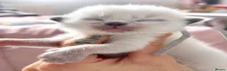 Ragdoll cats for sale: Ragdoll - Advert 11