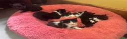 Mixed Breed cats for sale: Loving child friendly kittens  - Advert 9