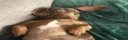 Dachshund dogs for sale: Chocolate and tan dachshund puppies ready 8wks + - Advert 4