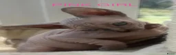 Sphynx cats for sale: Beautiful Sphynx Kittens Looking for Loving Homes in Warminster - Advert 4