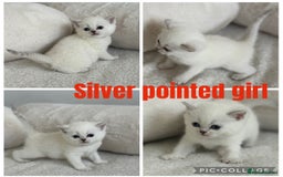 British Shorthair cats for sale: GCCF silver and golden shaded - Image 10