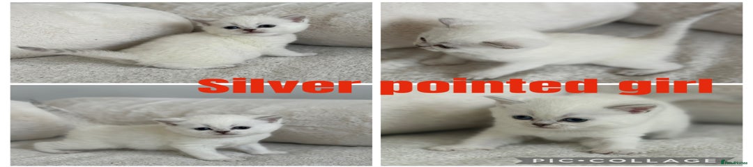 Silver point girl red collar
