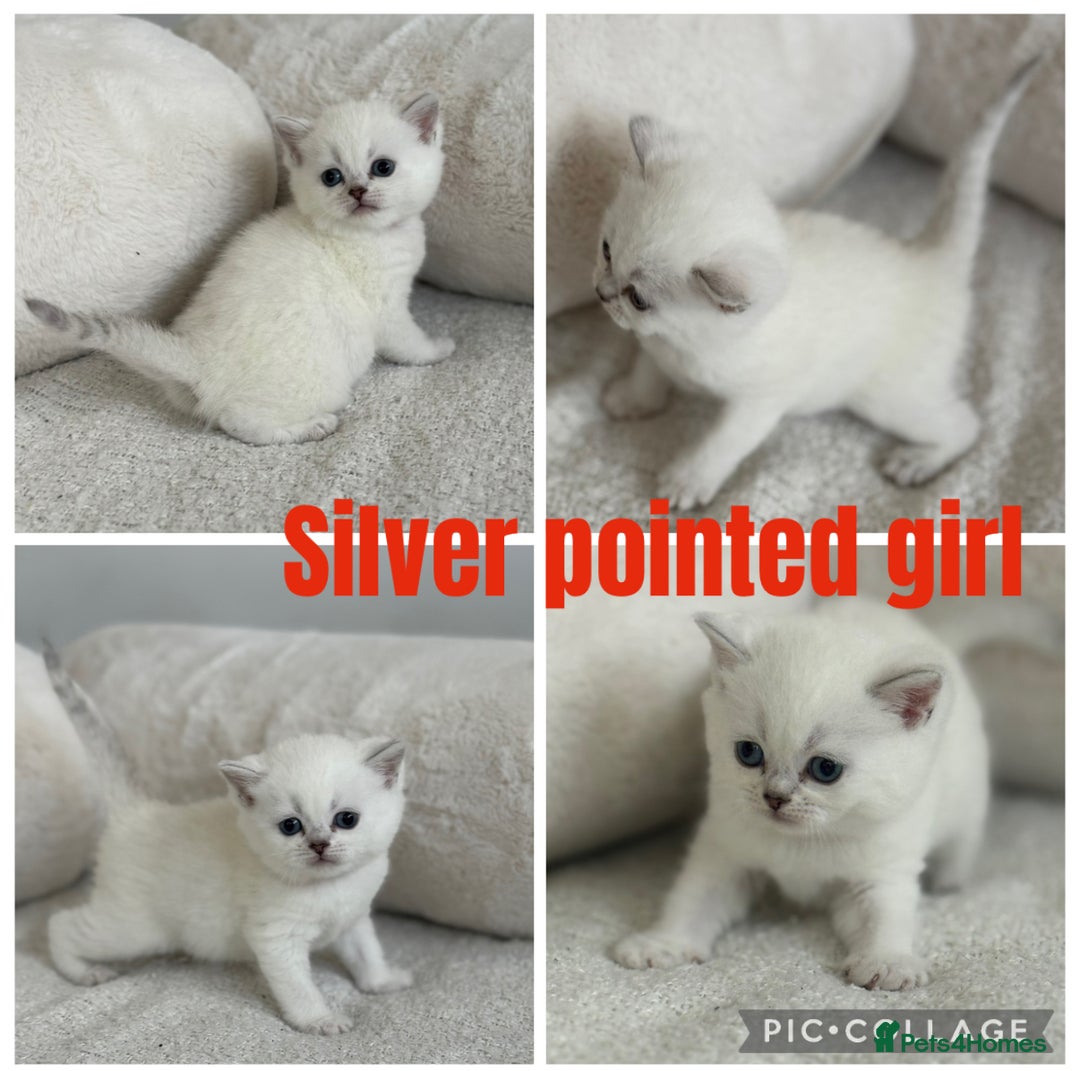 British Shorthair cats for sale: GCCF silver and golden shaded - Image 10