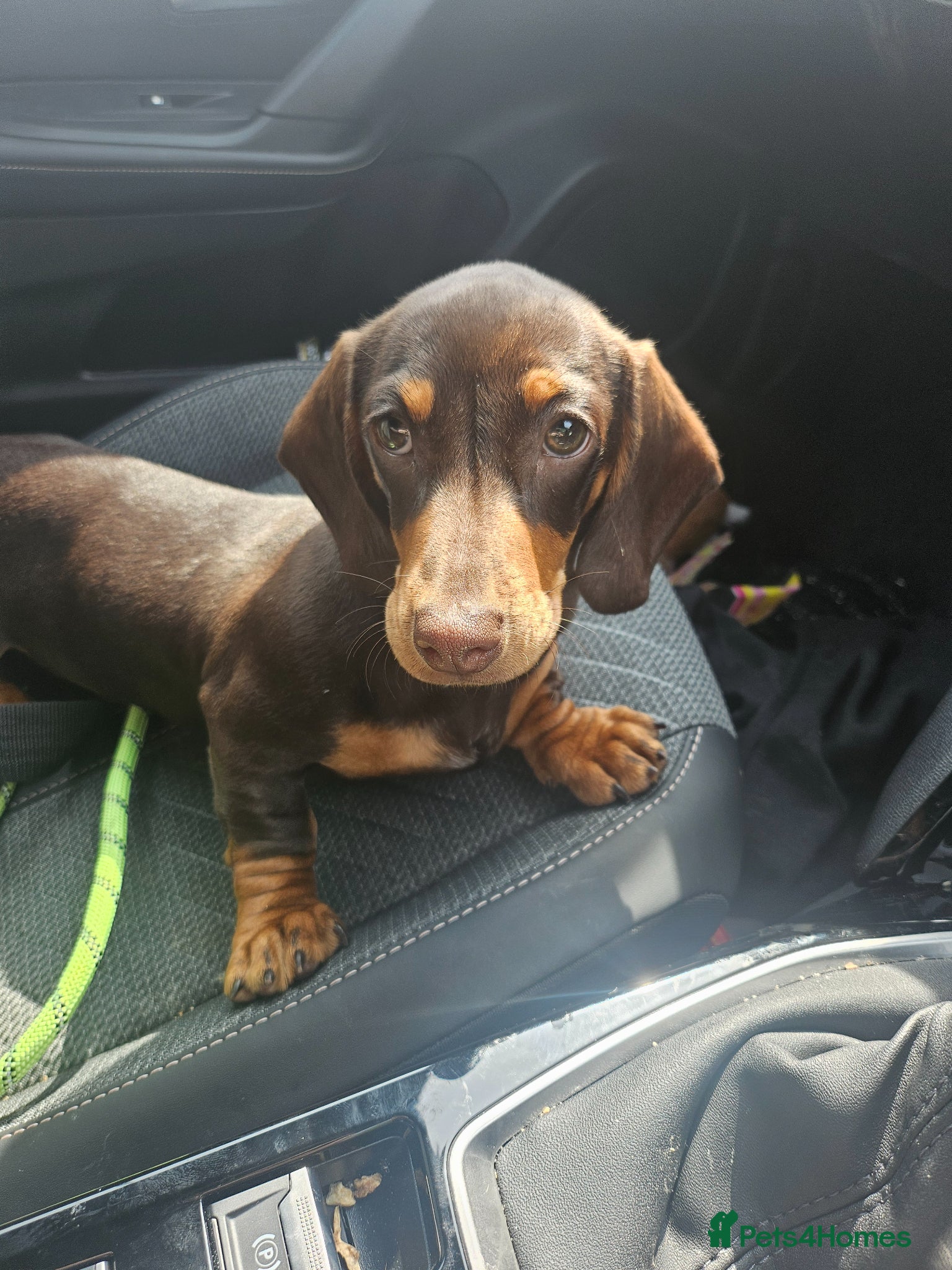 Dachshund dogs Female chocolate dachshund for sale - Advert 1