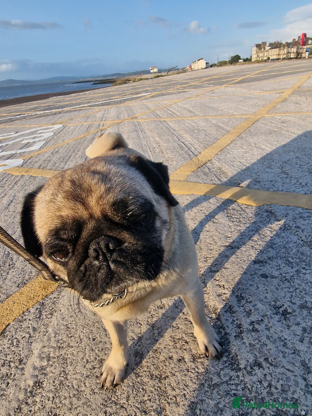 Pug dogs for sale: Lollita - Image 7