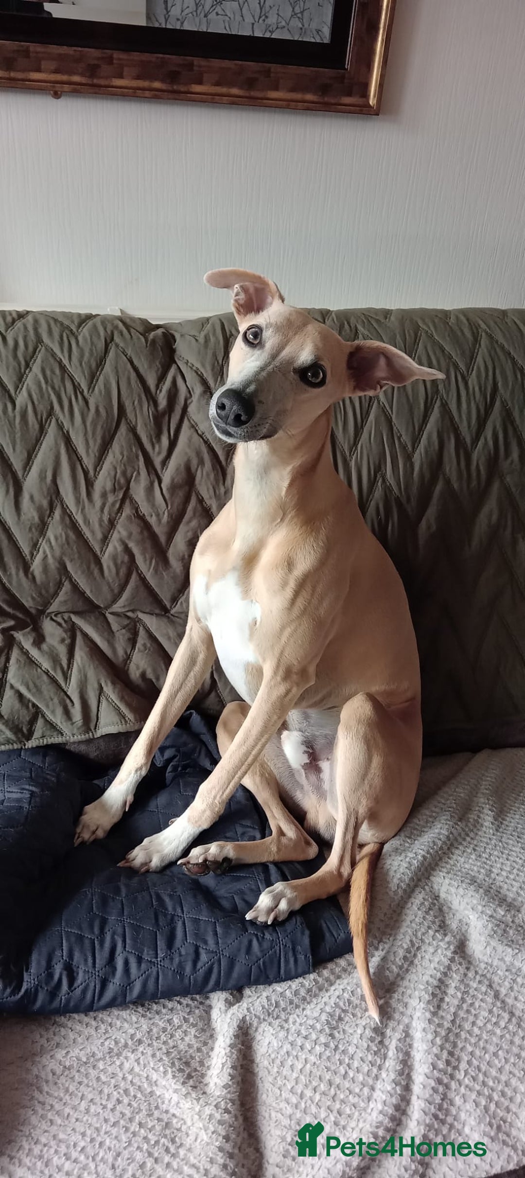 Whippet dogs for stud: Whippet Stud fully health checked  - Image 2