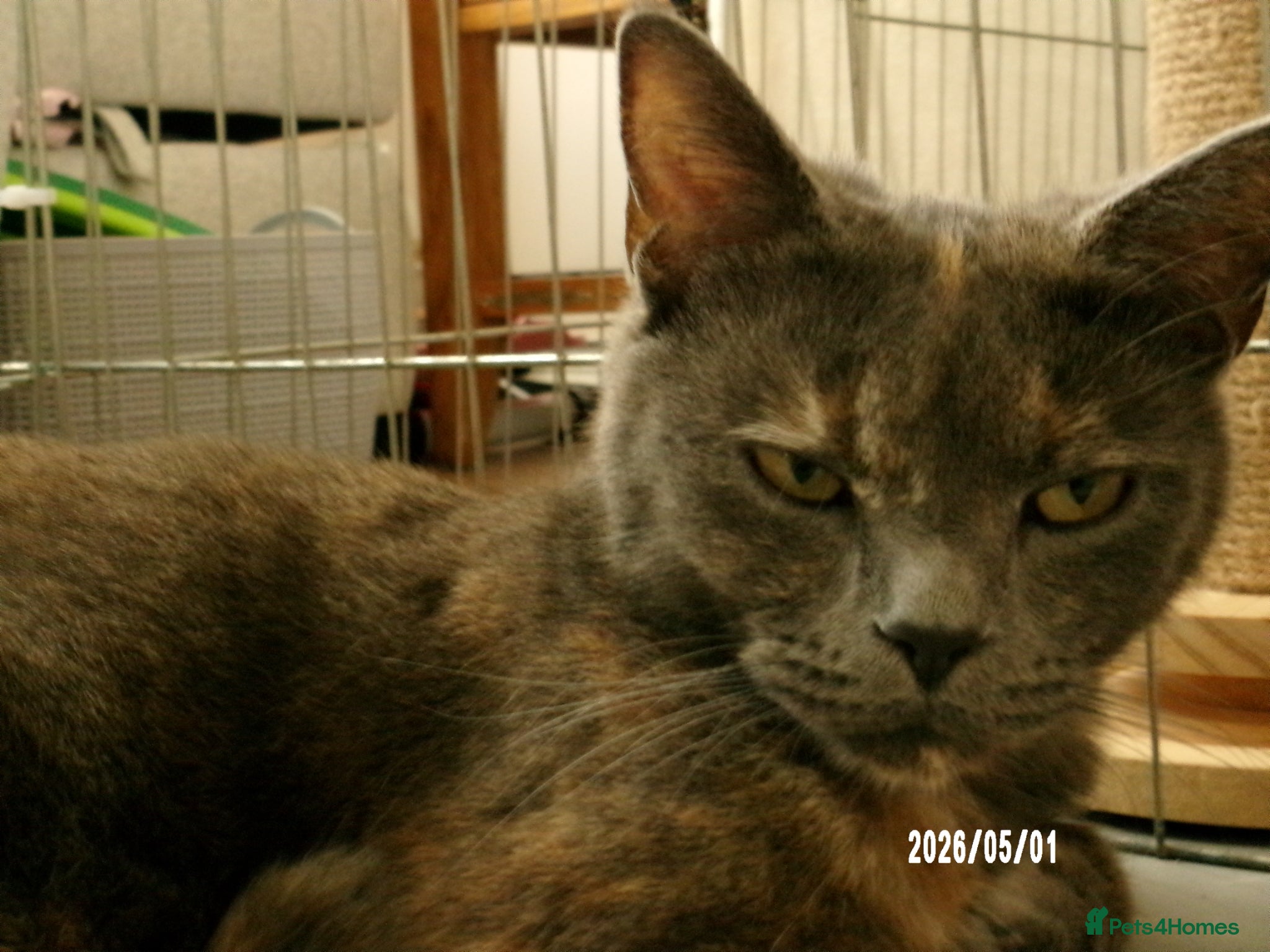 Maine Coon cats for sale: Maine Coon X British Shorthair  - Advert 2