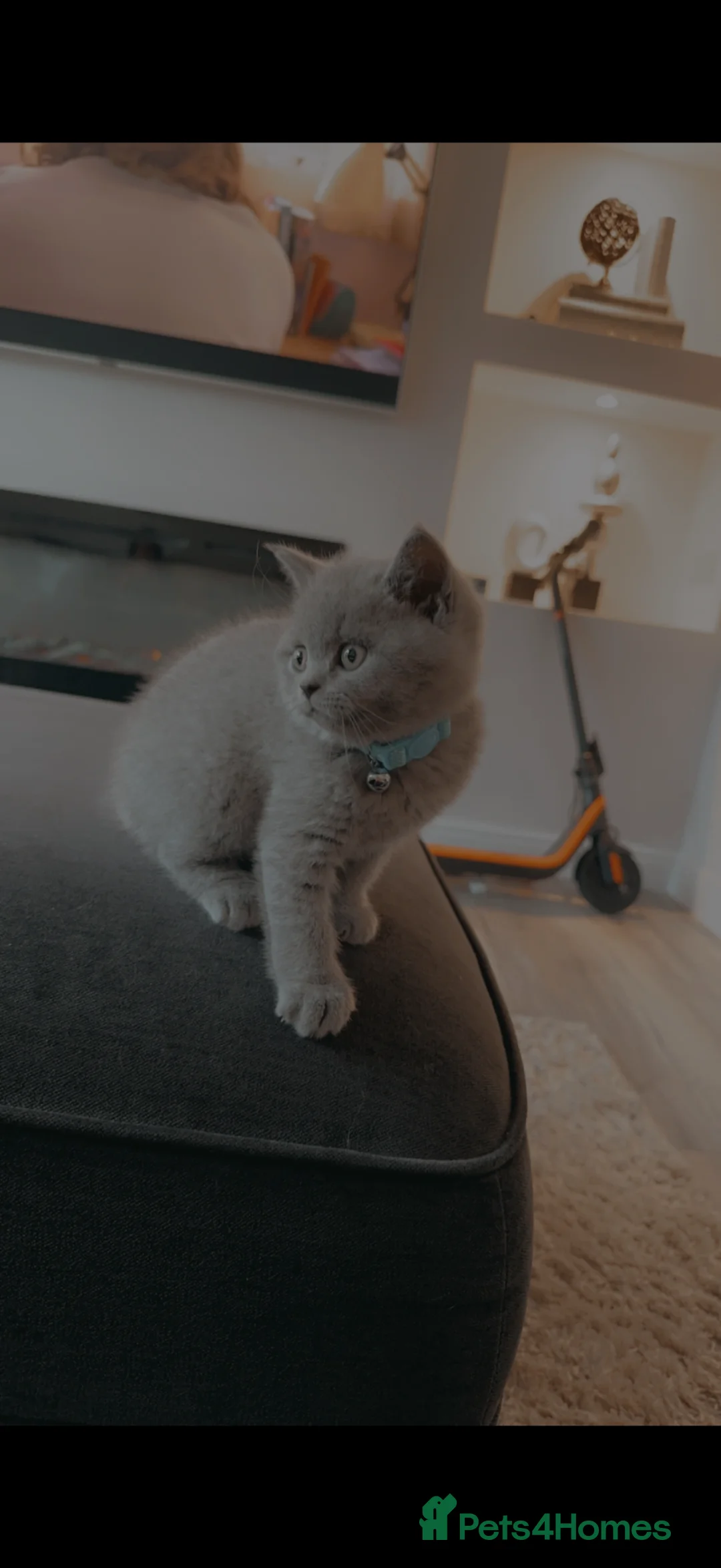 British Shorthair cats for sale: Male British shorthair - Advert 6