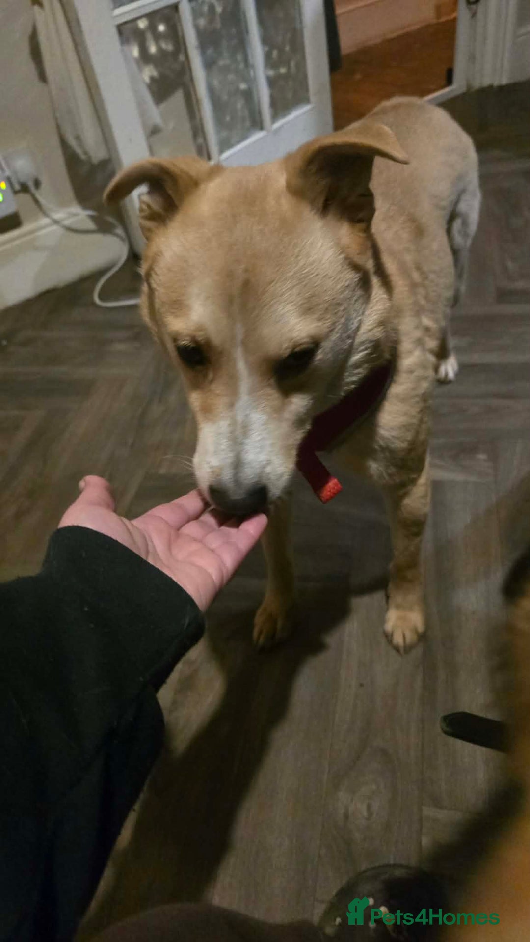 Mixed Breed dogs for adoption: Barney for adoption - Advert 2