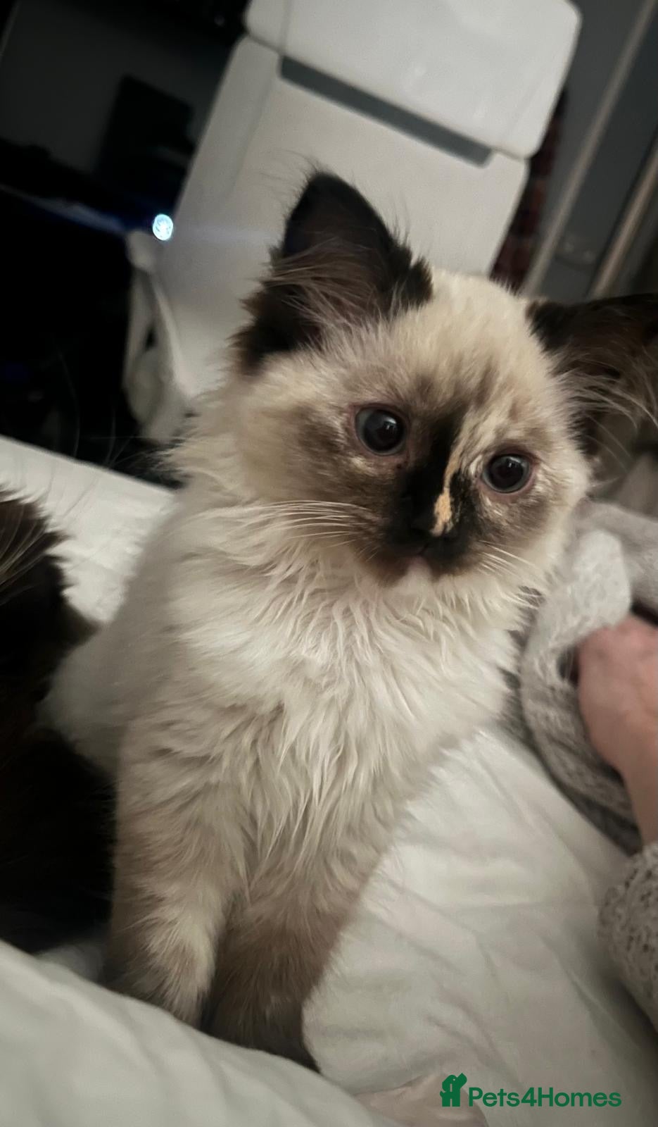 Ragdoll cats Cute ragdoll kitten - last girl left - Advert 5