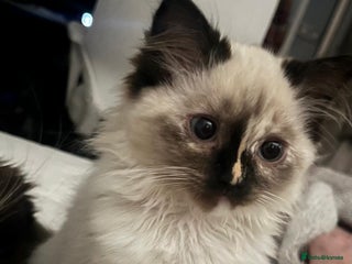 Ragdoll cats Cute ragdoll kitten - last girl left - Advert 5