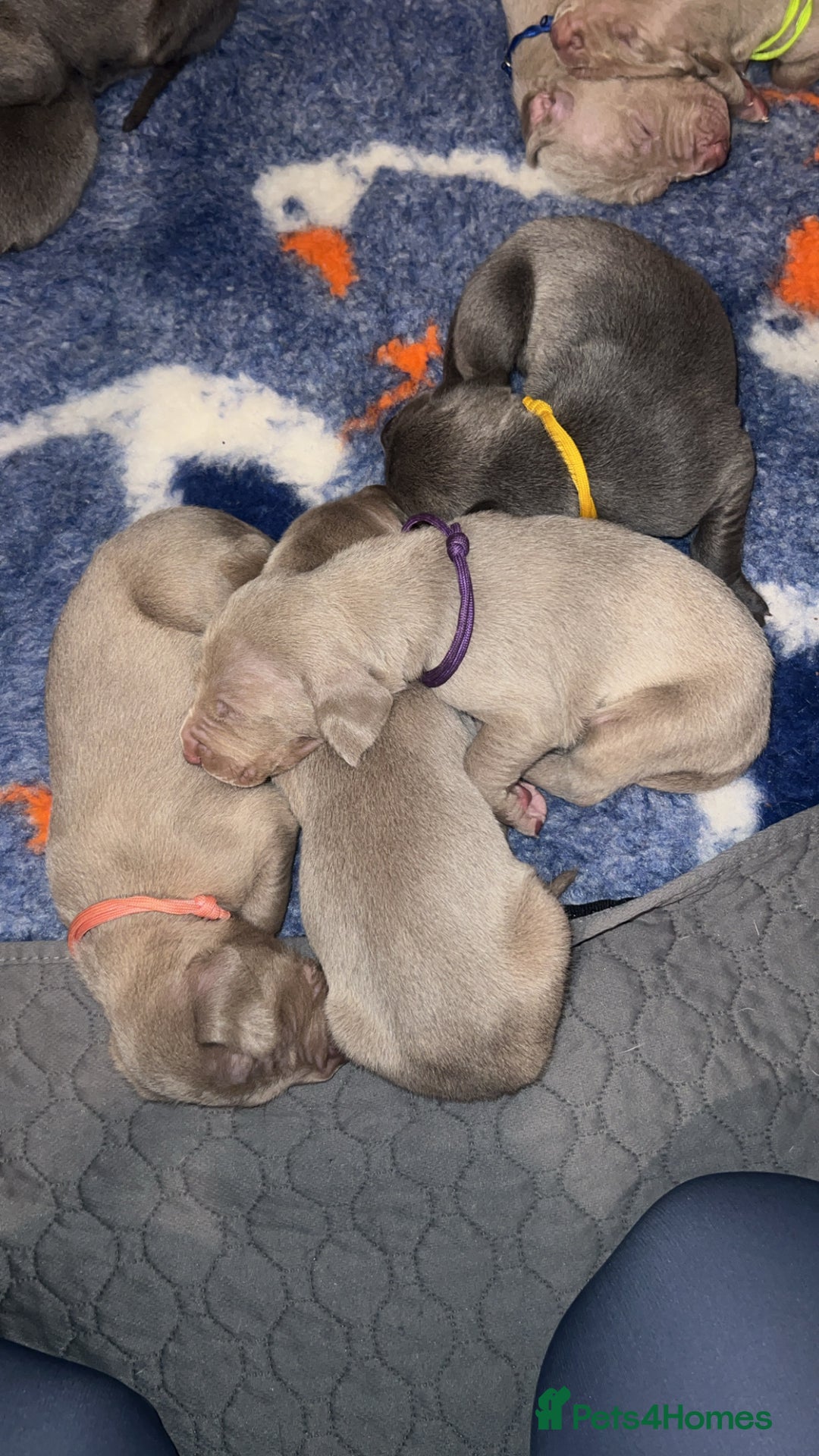 Weimaraner dogs for sale: Kc registered Weimaraner pups  - Advert 4