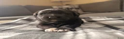 Borador dogs for sale: Borador Puppies - Advert 2