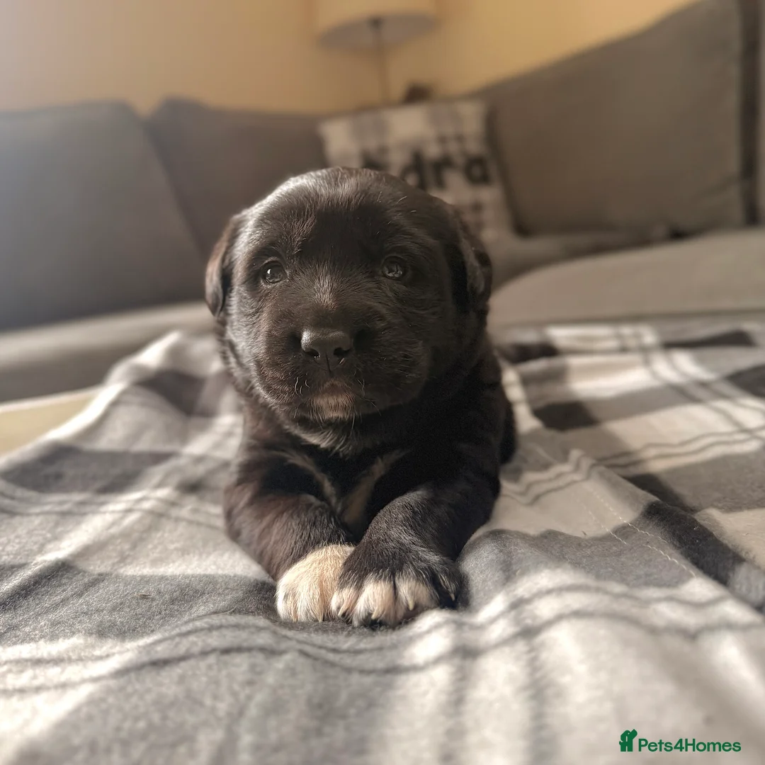 Borador dogs for sale: Borador Puppies - Advert 2