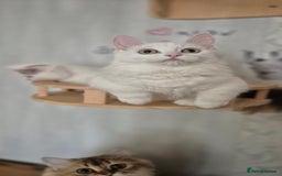 Munchkin cats for sale: Pedigree Munchkin kittens  - Image 5