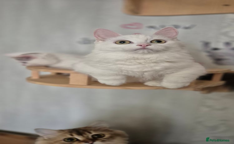 Munchkin cats - Advert 2