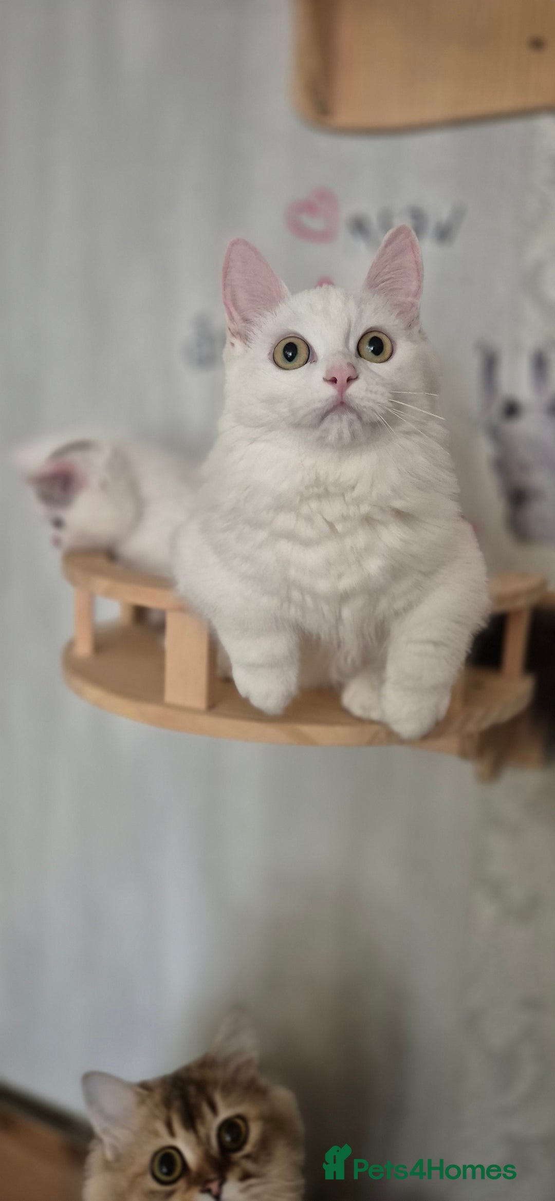Munchkin cats for sale: Pedigree Munchkin kittens  - Image 5