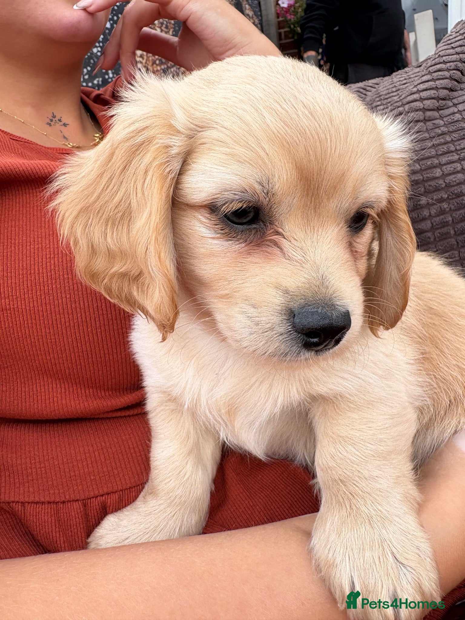 Chiweenie dogs Dachshund x chihuaua - Advert 1