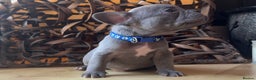 French Bulldog dogs for sale: READY NOW Pedigree New shade Isabella’s and Lilacs - Advert 16