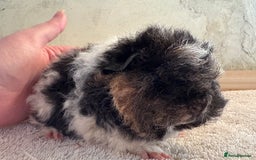 Guinea Pig rodents for sale: Pair of male guinea pigs  - Image 6